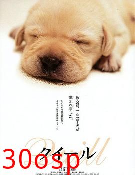 导盲犬小Q【影视解说】