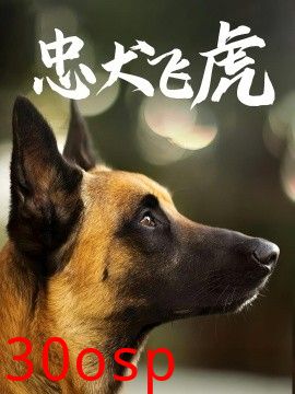 忠犬飞虎