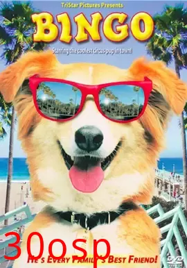 灵犬宾果【影视解说】