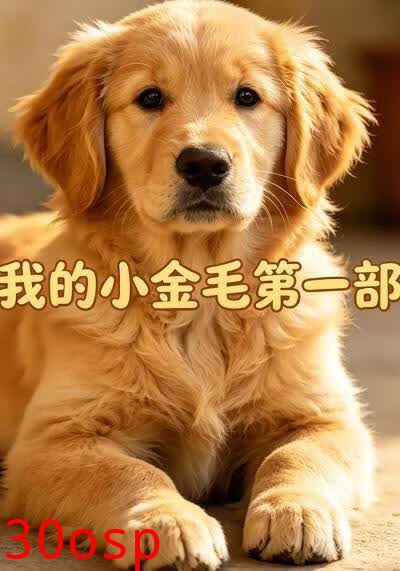 我的小金毛第一部