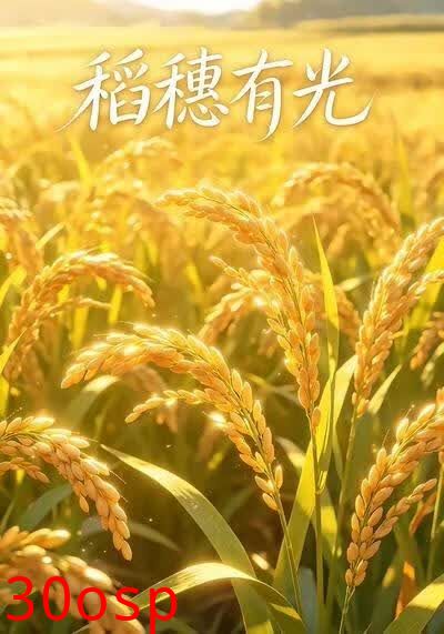 稻穗有光